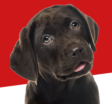 Chiot cherche famille d'accueil